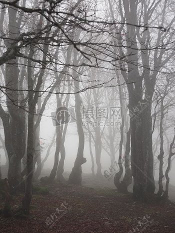 薄雾中的大树林