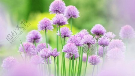 唯美紫色花草图片