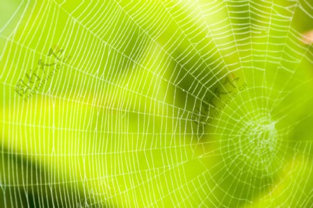 绿色蜘蛛网图片
