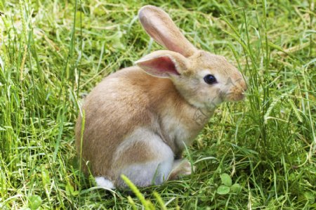 绿色草地里的兔子图片