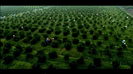 中国南方农民采摘甘橙人物视频素材