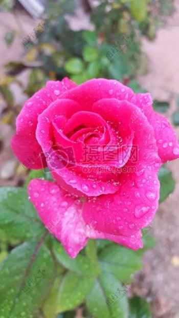 大马士革鲜花自然粉红色