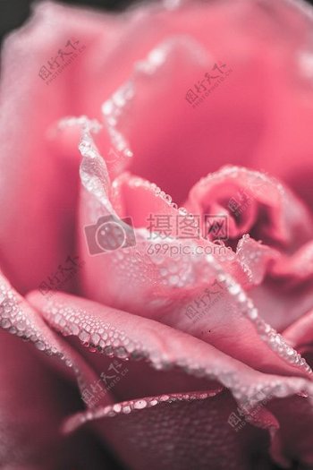 粉红色鲜艳的玫瑰
