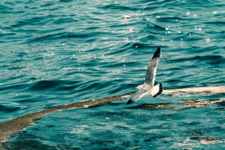海上飞翔海鸥图片