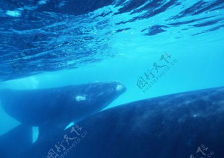 海洋动物鲸鱼海中鱼
