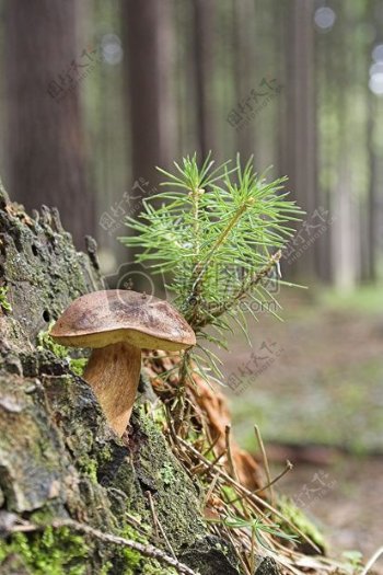 野生