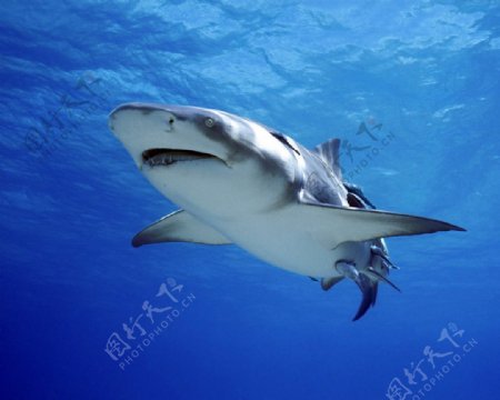 海洋大鲨鱼图片