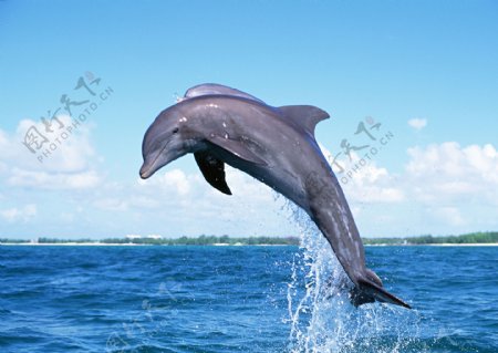 跃起的海豚