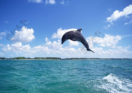 跃出海面的海豚