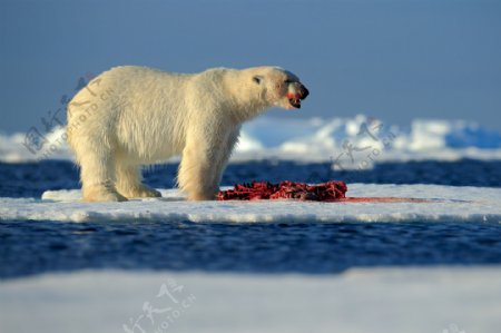 冰雪里的北极熊
