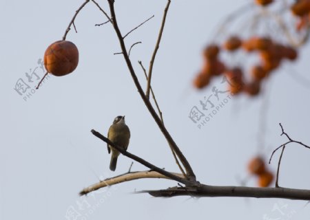 柿子树上的小鸟图片