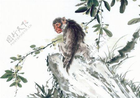 猴子十二生肖中国画0057