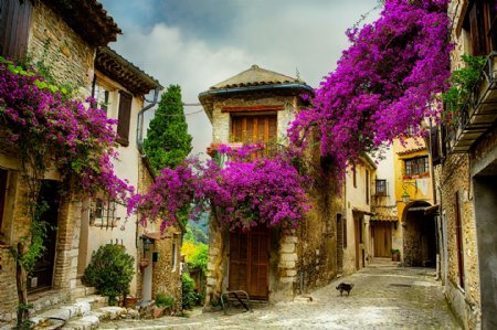 满墙鲜花的欧式城镇房屋图片