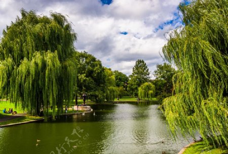 波士顿公园湖泊风景图片