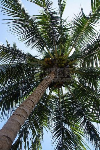蓝天下的椰子树