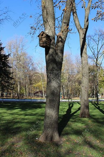 公园里的树木