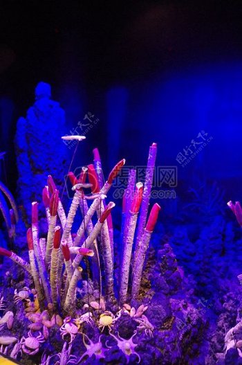 五彩斑斓的珊瑚
