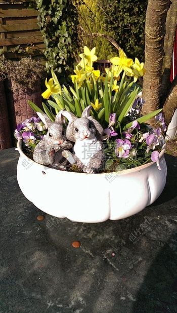 花盆黄水仙黄色兔复活节装饰紫植物复活节兔子