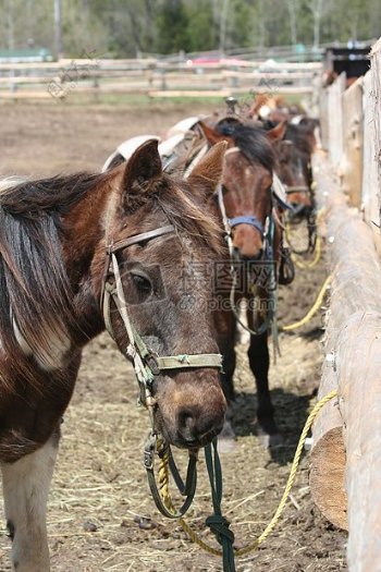 马匹骑径自然动物骑马夏天户外农村马牧场