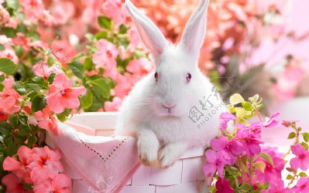 可爱白色兔子图片