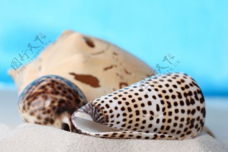 条纹贝壳海螺图片