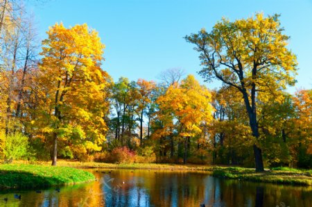 秋天湖泊树林风景图片