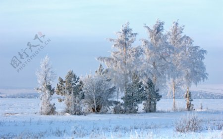 冬天雪地树木风景