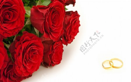 红玫瑰花戒指图片