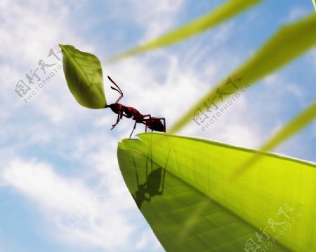 树叶上的蚂蚁图片