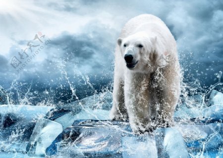 冰块上的北极熊