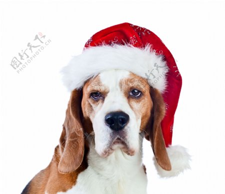 圣诞帽与狗