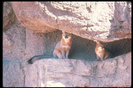 岩洞下的狐狸