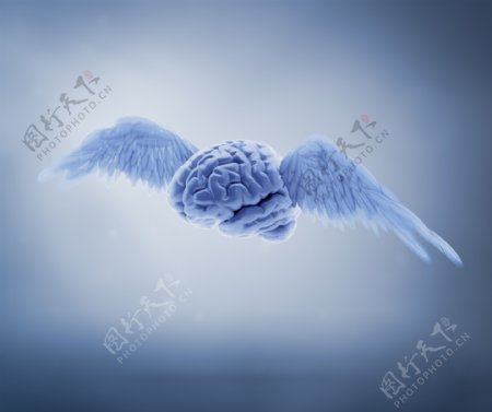 翅膀大脑图片