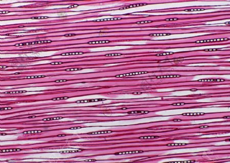 细丝状细胞结晶