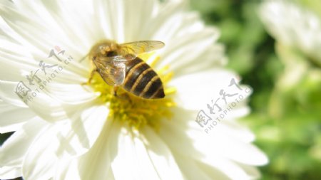 蜜蜂和菊花图片