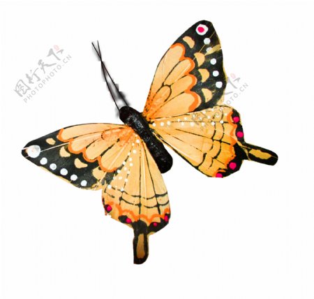 蝴蝶ps素材装饰图片