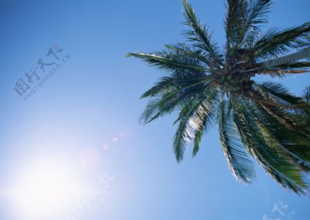 阳光下椰树图片