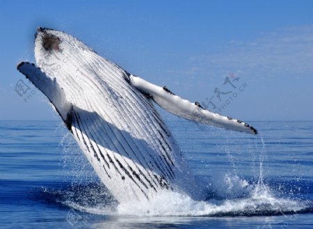 跃出海面的鲸
