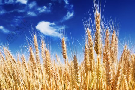 蓝天白云下的小麦
