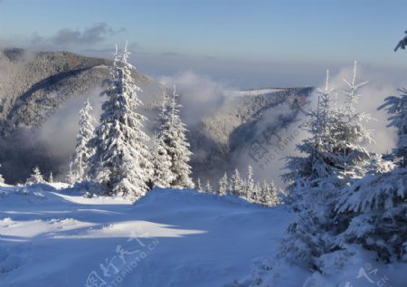 美丽树林雪景摄影