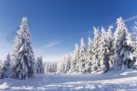 美丽树木雪地风景