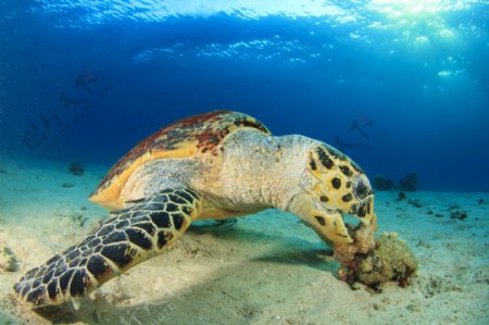 海底的海龟