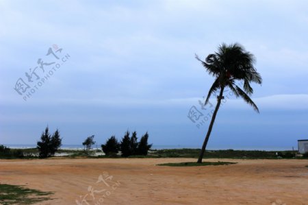 北海银滩棕榈树图片