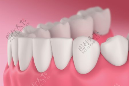 牙齿结构图片