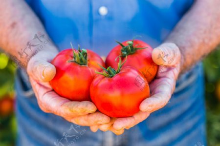 手捧西红柿的农民图片