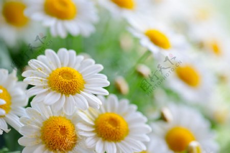 美丽的白色菊花图片素材