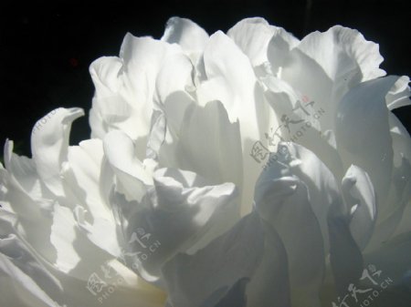 高清白色牡丹花图片