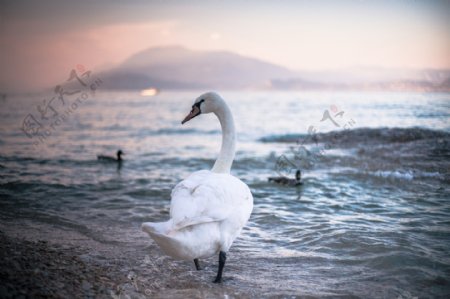 海边白天鹅图片