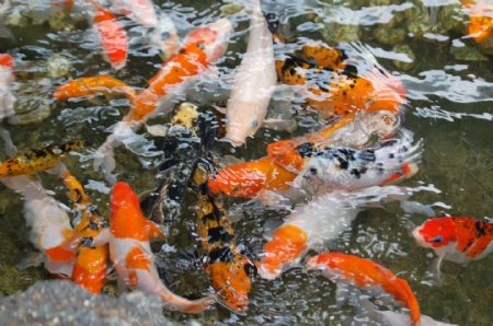 池塘里日本锦鲤图片