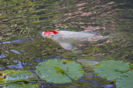 公园池塘里锦鲤图片